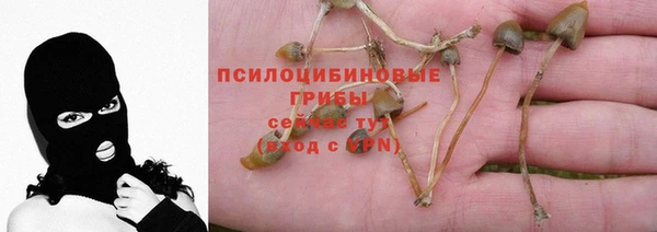 шишки Арсеньев